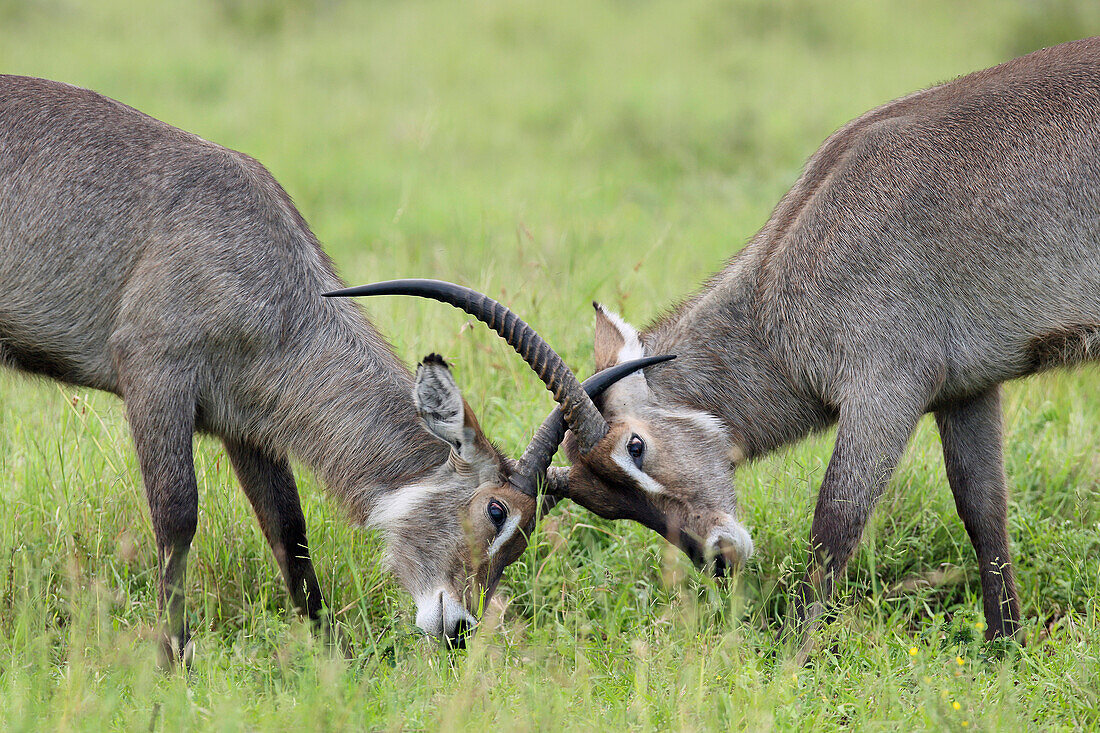Waterbuck (Kobus ellipsiprymnus) and sub-adult bull fighting, Kruger National Park, South Africa