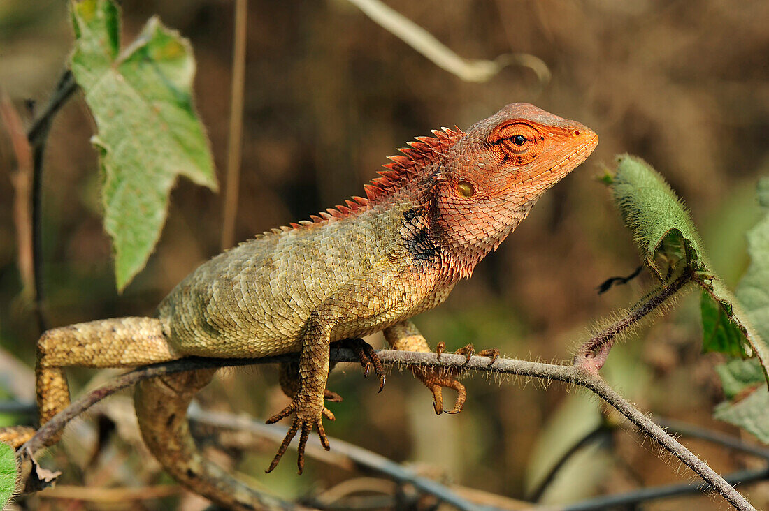 Changeable Lizard (Calotes versicolor), Agumbe Rainforest Research Station, Western Ghats, India