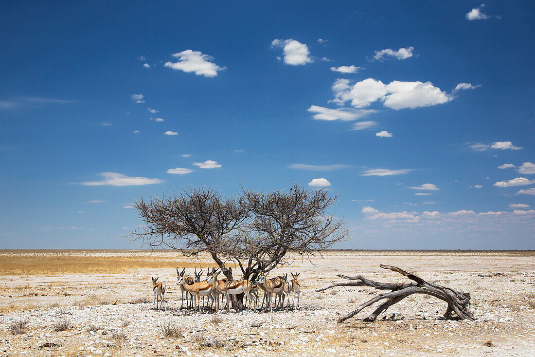 Springbok (Antidorcas marsupialis) group in shade, Etosha National Park, Namibia