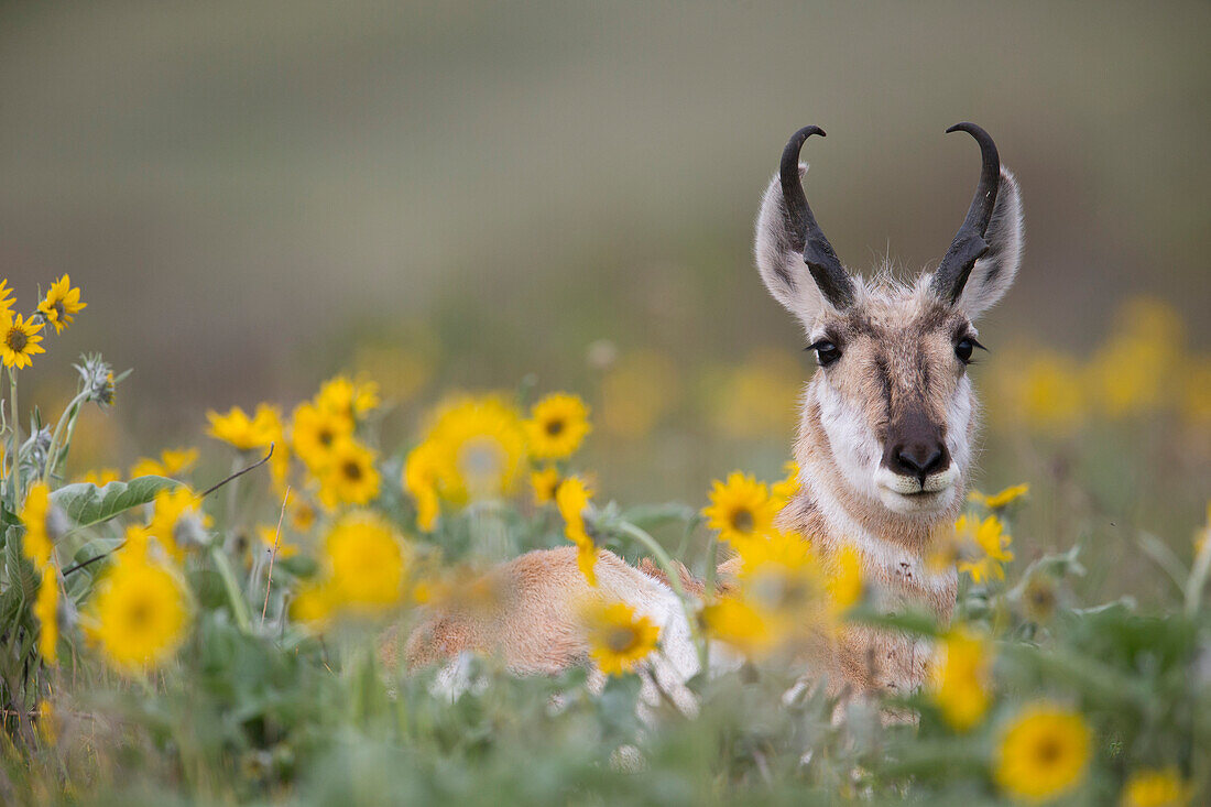 Pronghorn Antelope (Antilocapra americana) buck in flowers, western Montana