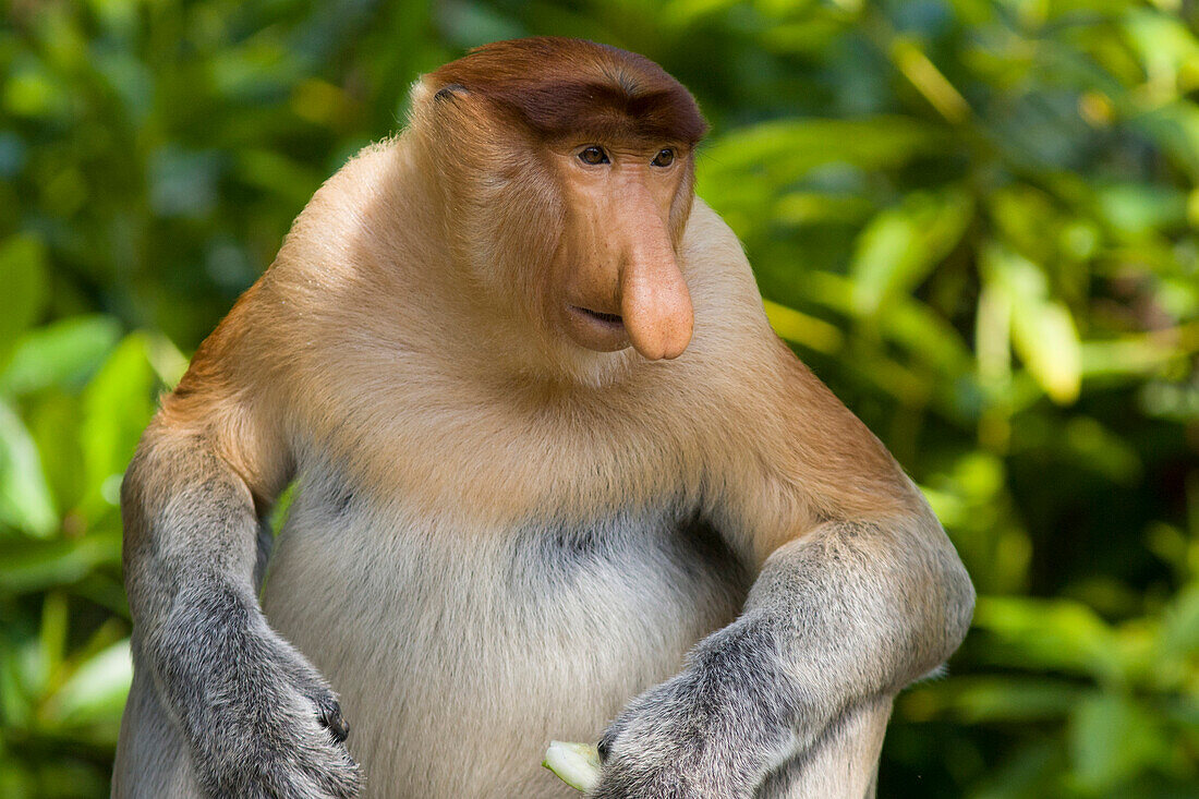 Proboscis Monkey (Nasalis larvatus) male, Sabah, Borneo, Malaysia