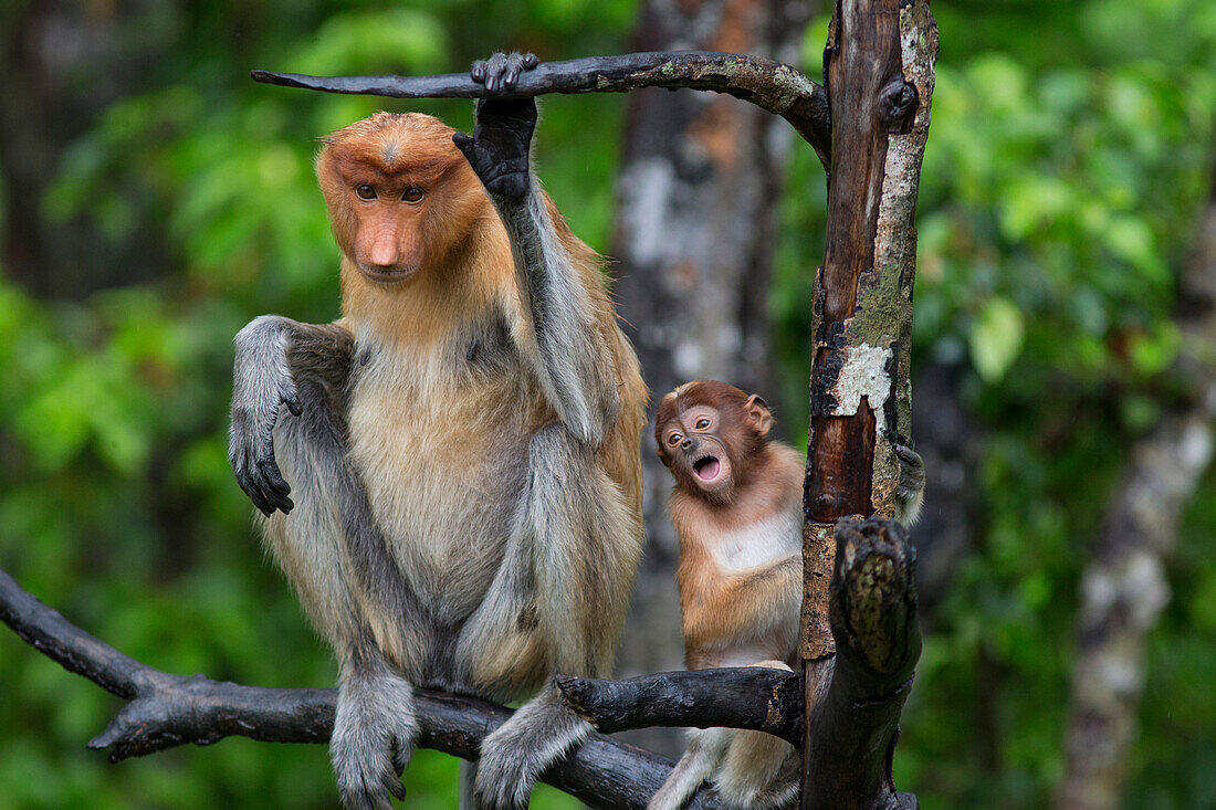 Proboscis Monkey (Nasalis larvatus) mother and three month old baby calling, Sabah, Borneo, Malaysia