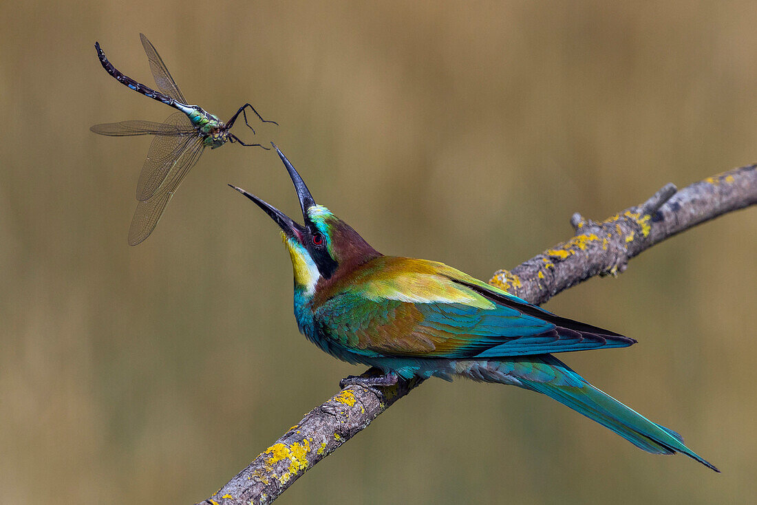 European Bee-eater (Merops apiaster) throwing up dragonfly prey to realigning it for swallowing, Montaperti, Italy