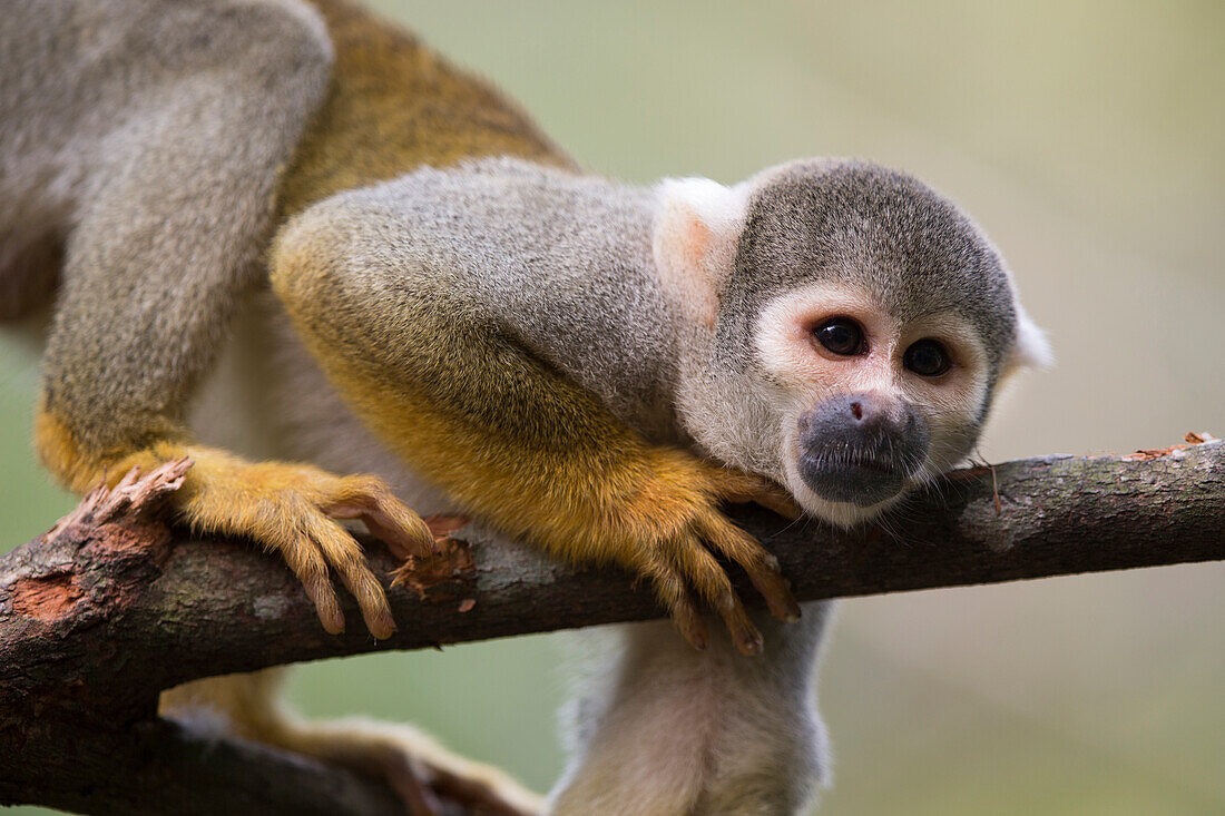 Bare-eared Squirrel Monkey (Saimiri ustus) in tree, Peru