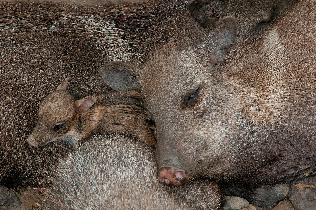 Collared Peccary (Pecari tajacu) piglet sleeping among adults, Machala, Ecuador