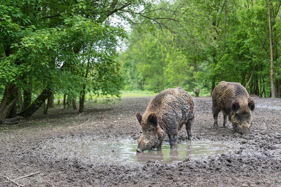 Wild Boar (Sus scrofa) pair foraging in mud, Flevoland, Netherlands