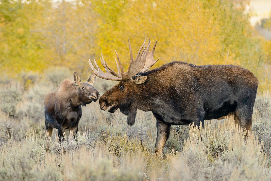 Moose (Alces alces shirasi) bull smelling young female during rut, Grand Teton National Park, Wyoming