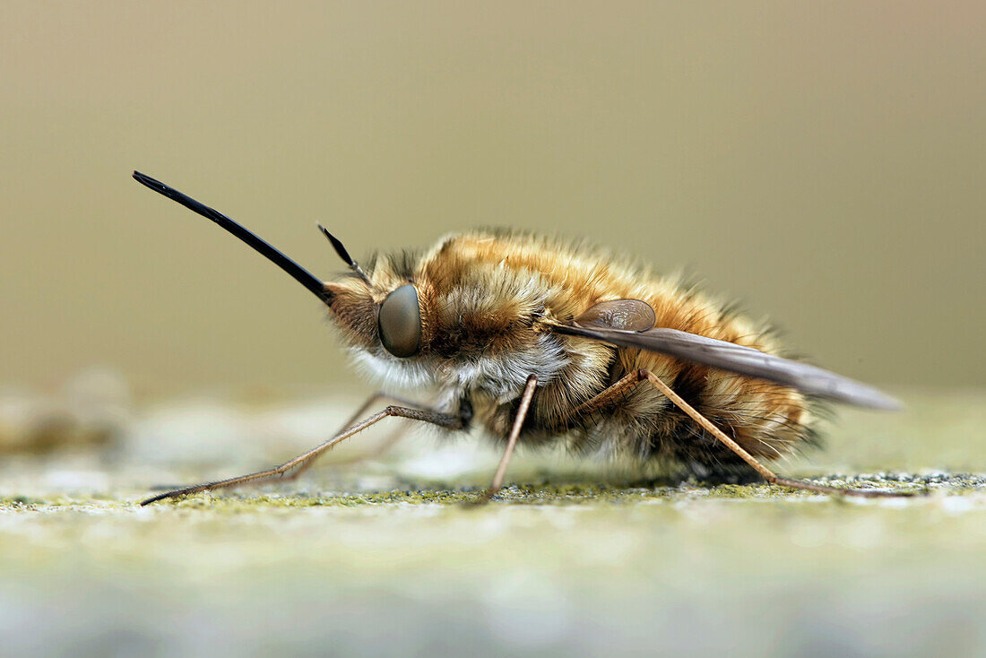 Greater Bee Fly (Bombylius major), Lincolnshire, England