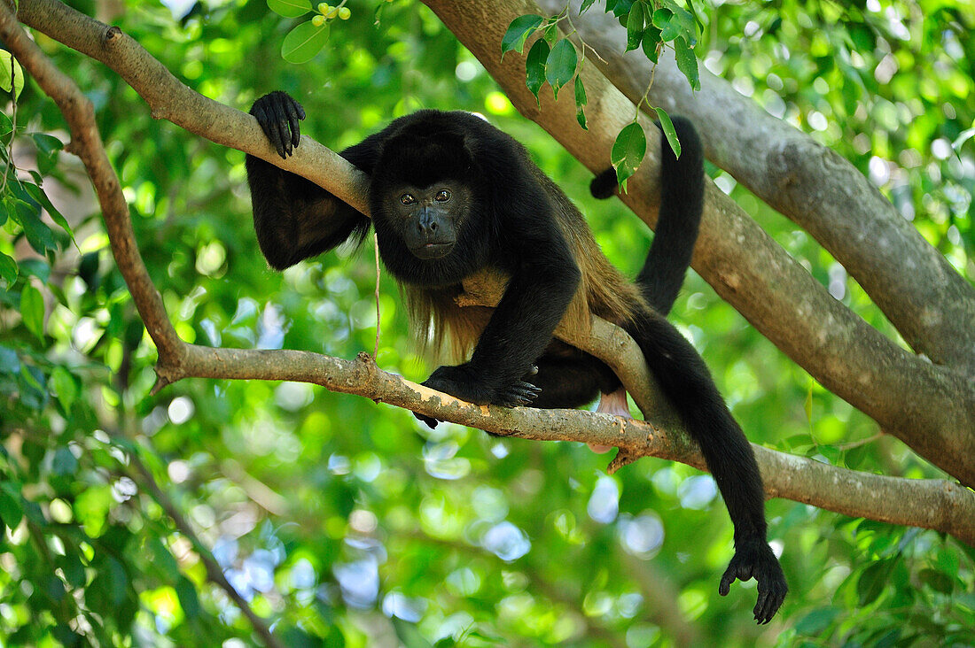 Mantled Howler Monkey (Alouatta palliata), Cahuita National Park, Costa Rica
