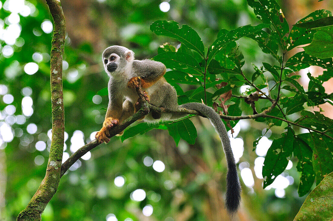 South American Squirrel Monkey (Saimiri sciureus), Amacayacu National Park, Colombia