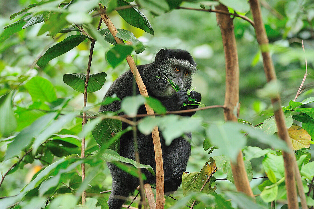 Stuhlmannas Blue Monkey (Cercopithecus mitis stuhlmanni) feeding on leaves, Kakamega Forest Reserve, Kenya