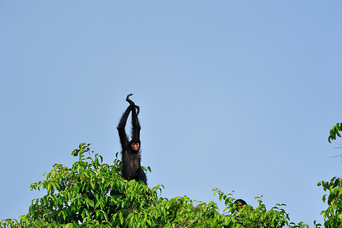 Black Spider Monkey (Ateles paniscus) stretching in tree, Rewa River, southern Guyana