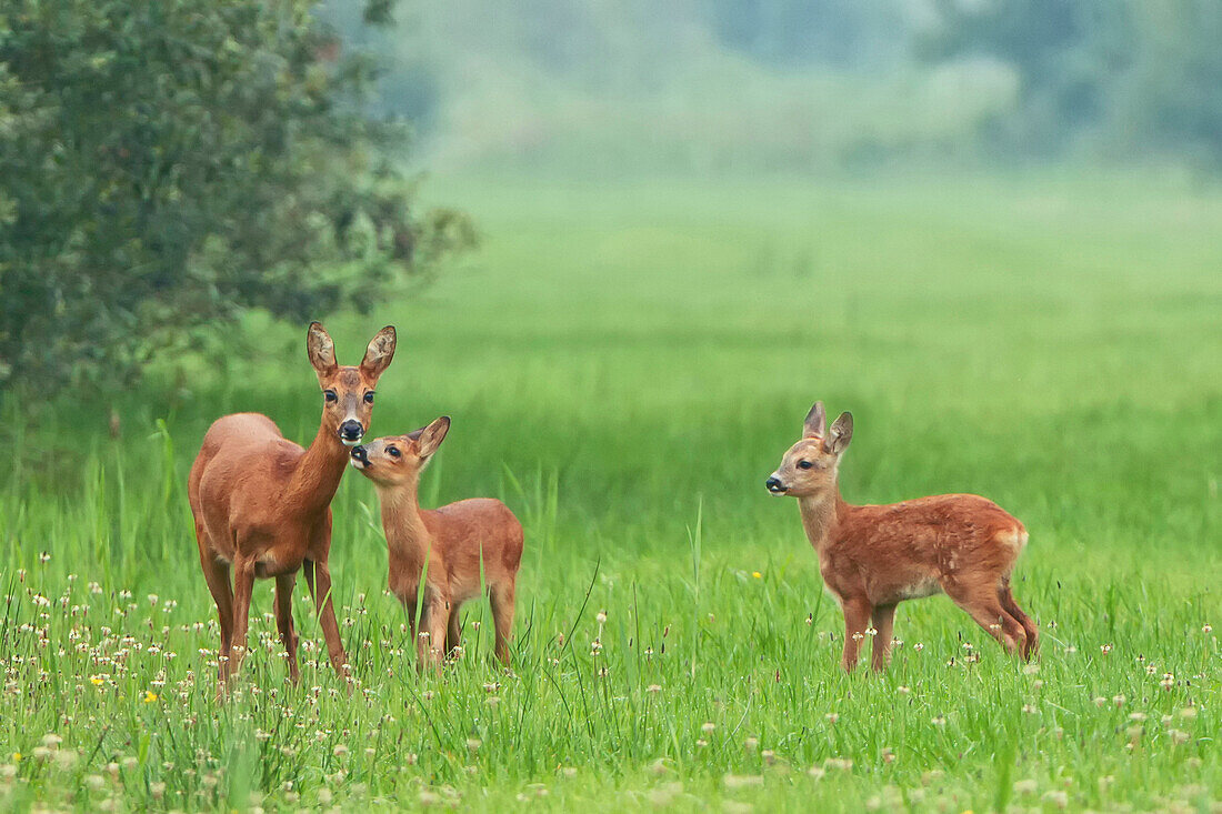 Western Roe Deer (Capreolus capreolus) mother with fawns, Netherlands