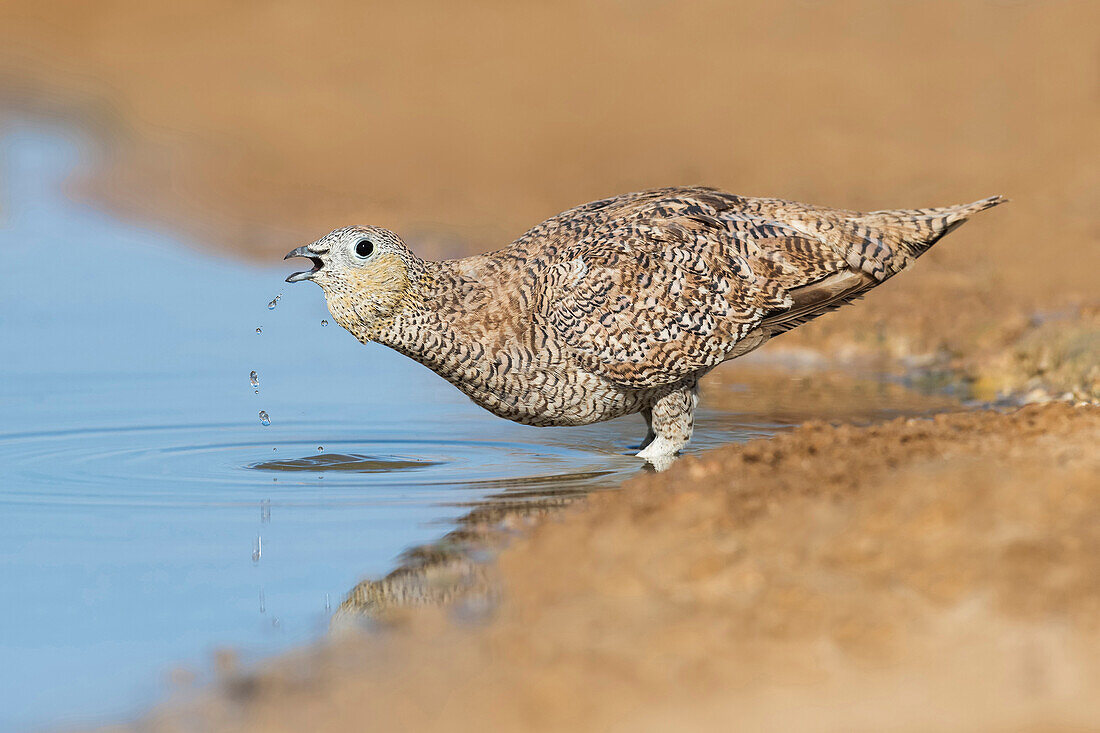 Crowned Sandgrouse (Pterocles coronatus) female drinking, Negev, Israel