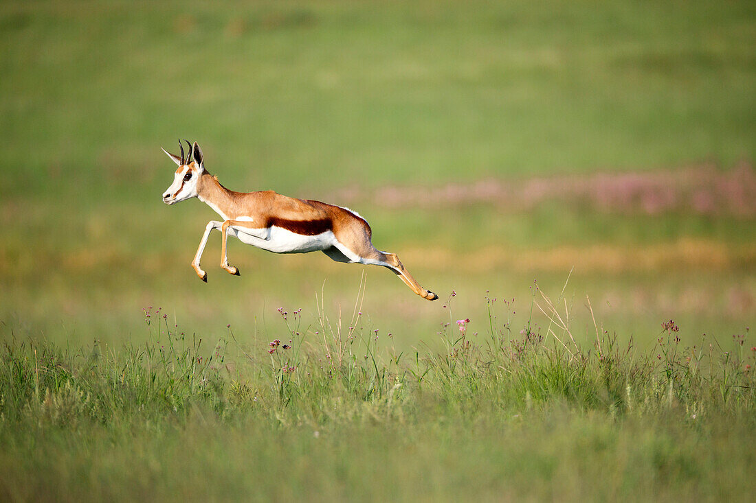 Springbok (Antidorcas marsupialis) female jumping, Rietvlei Nature Reserve, South Africa