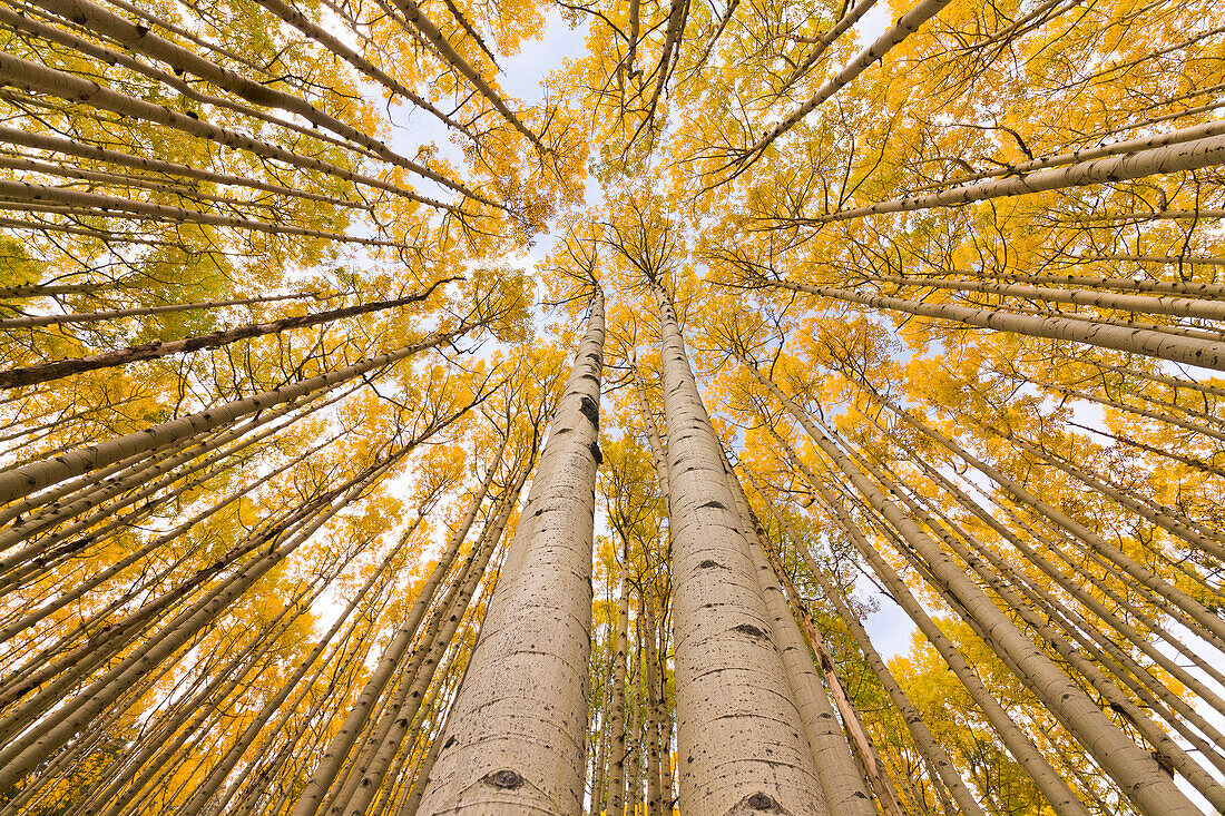 Quaking Aspen (Populus tremuloides) trees in autumn, Rocky Mountains, Colorado