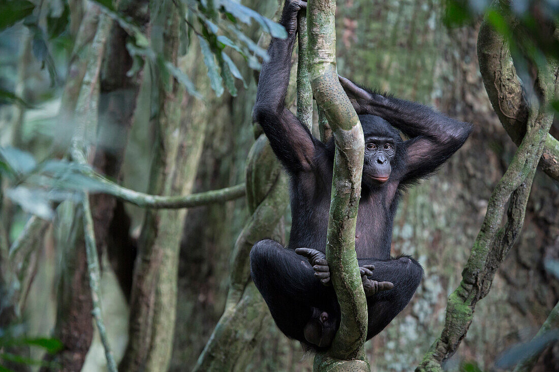 Bonobo (Pan paniscus) in tree, Democratic Republic of the Congo