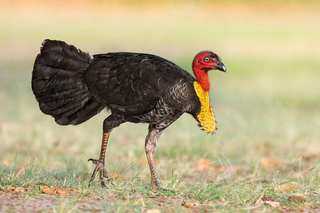 Australian Brush Turkey (Alectura lathami) male, Queensland, Australia