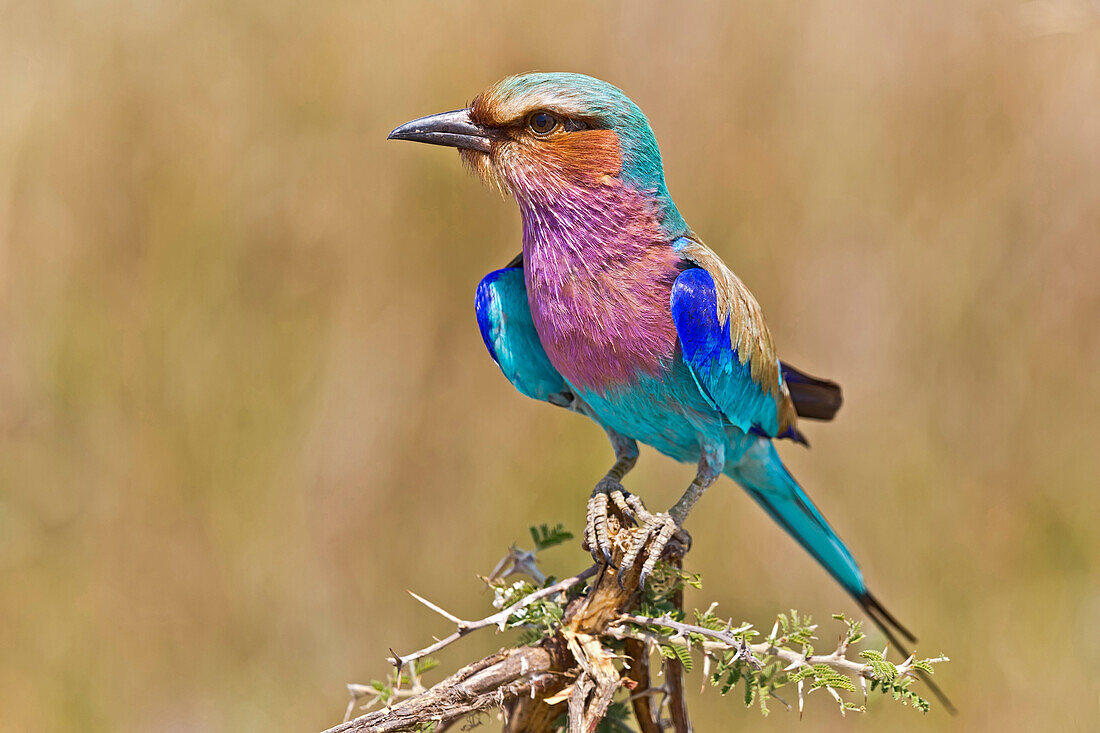Lilac-breasted Roller (Coracias caudata), Moremi Game Reserve, Botswana