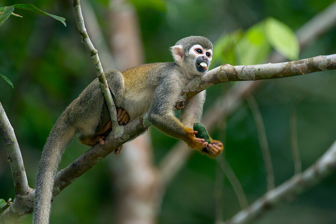 South American Squirrel Monkey (Saimiri sciureus) feeding on fruit, Ecuador