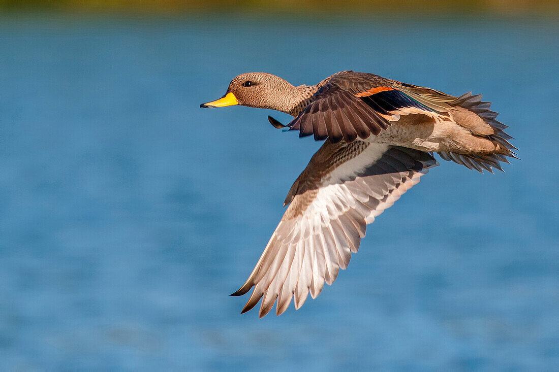 Speckled Teal (Anas flavirostris) flying, Valparaiso, Chile