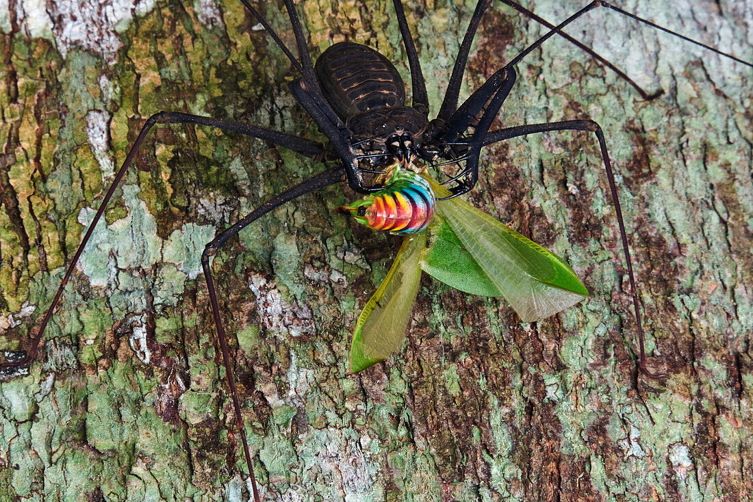 Tailless Whip Scorpion (Heterophrynus sp) with Katydid (Tettigoniidae) prey, Yasuni National Park, Ecuador