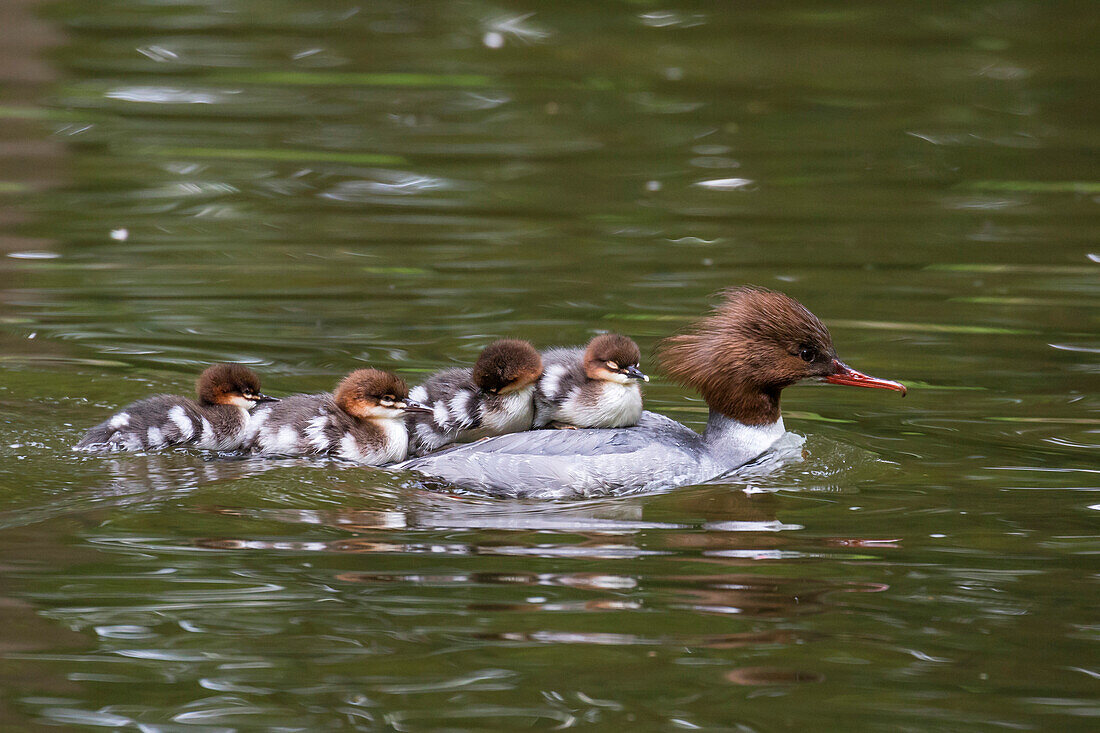 Common Merganser (Mergus merganser) mother with chicks, Upper Bavaria, Germany