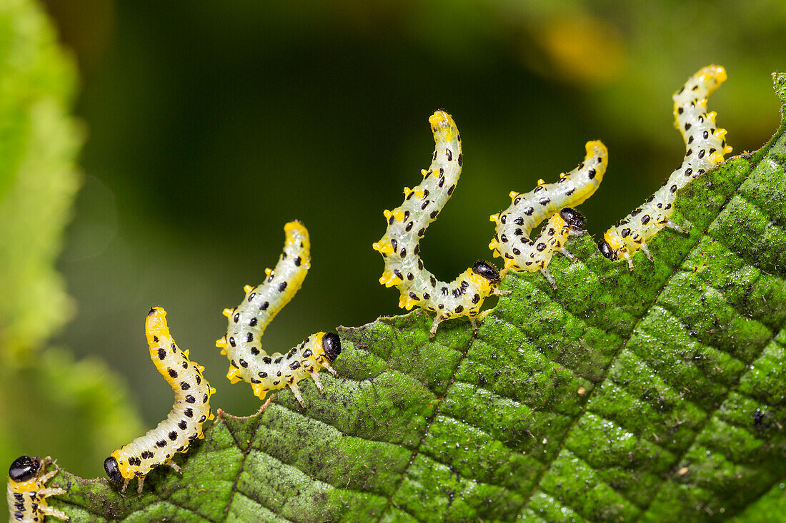 Sawfly (Craesus septentrionalis) larvae in defensive posture, Upper Bavaria, Germany