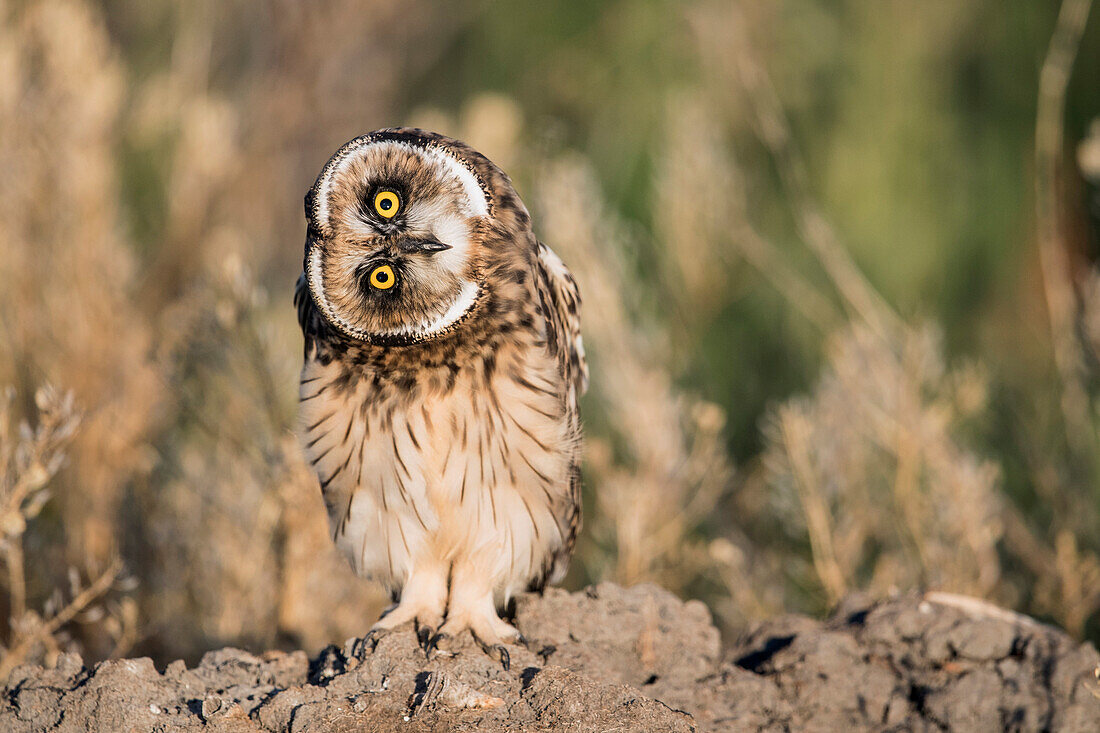 Short-eared Owl (Asio flammeus), Great Falls, Montana