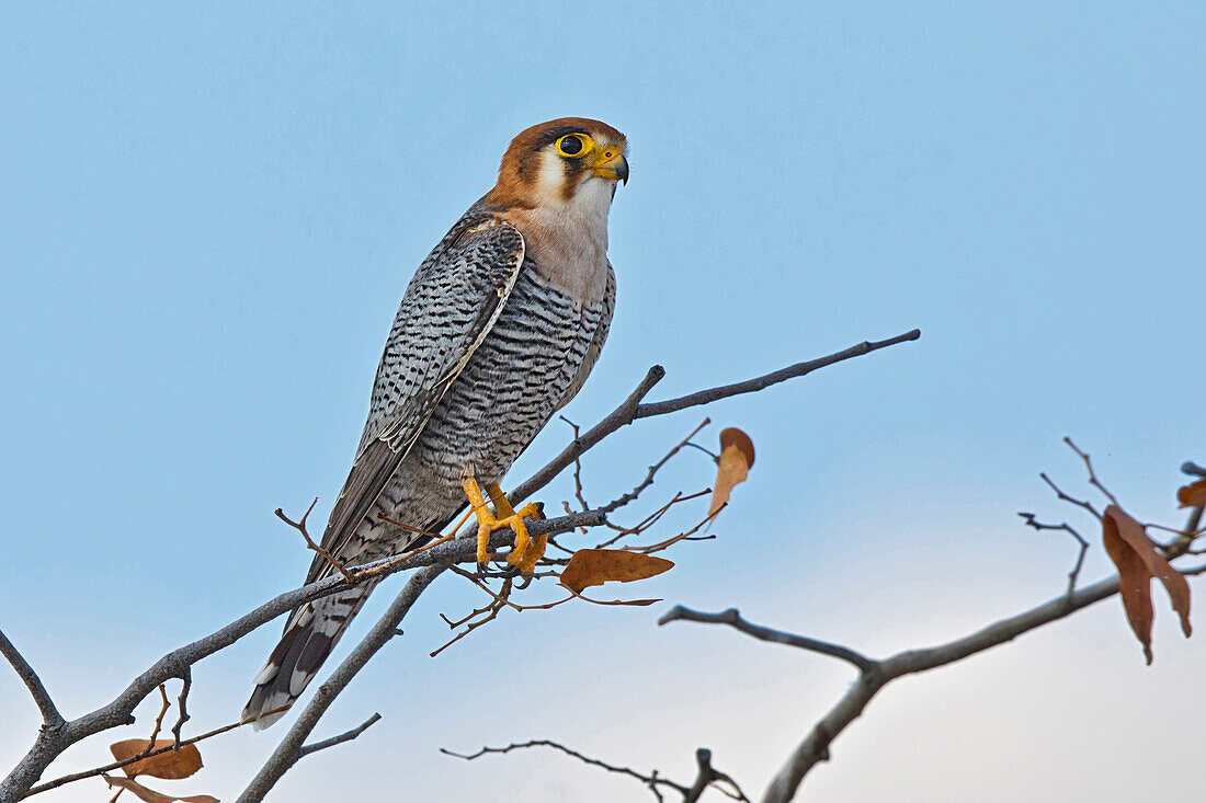 Lanner Falcon (Falco biarmicus), Etosha National Park, Namibia