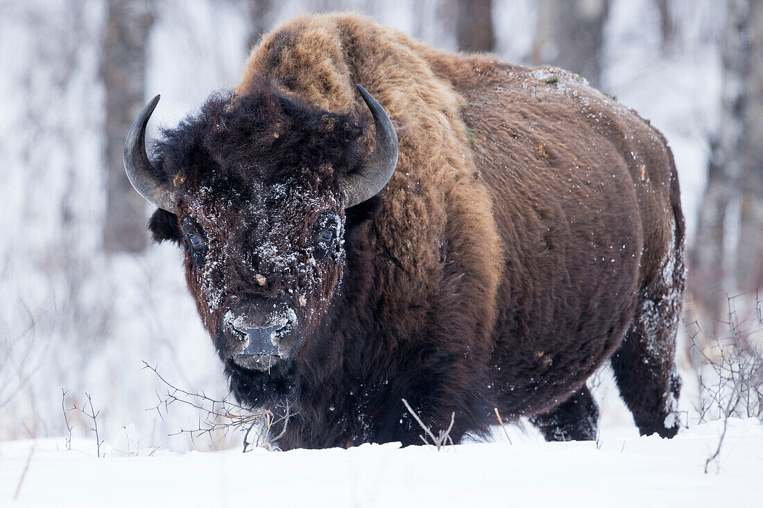 American Bison (Bison bison) female in snow, Riding Mountain National Park, Manitoba, Canada