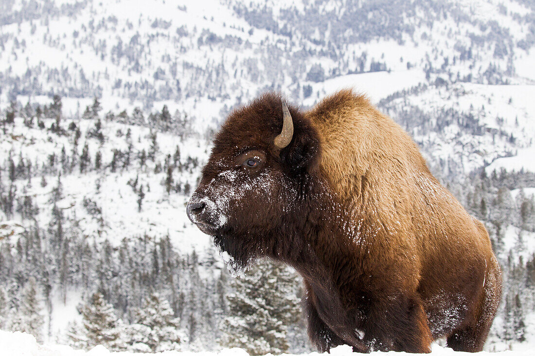 American Bison (Bison bison) female in winter, Yellowstone National Park, Wyoming