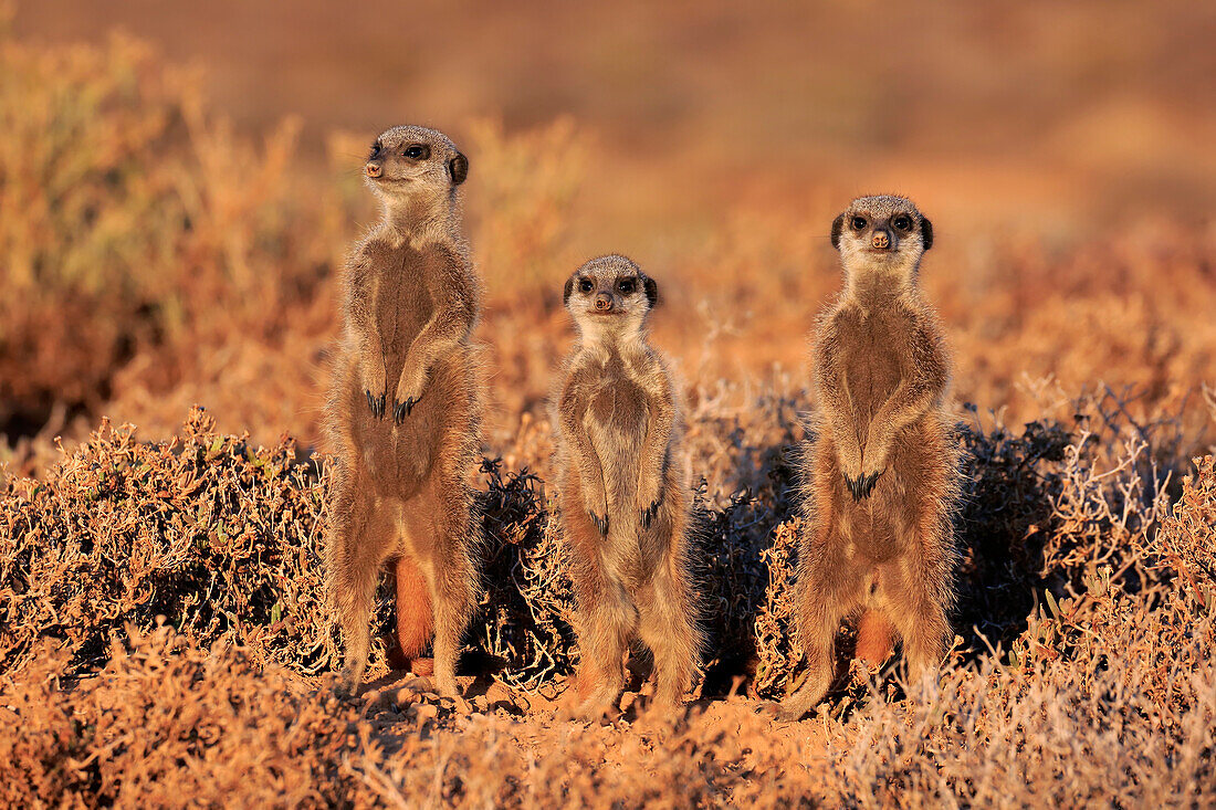Meerkat (Suricata suricatta) trio on guard, Oudtshoorn, South Africa