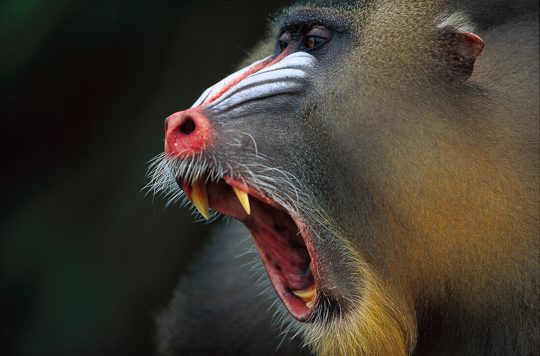 Mandrill (Mandrillus sphinx) adult male vocalizing, Gabon