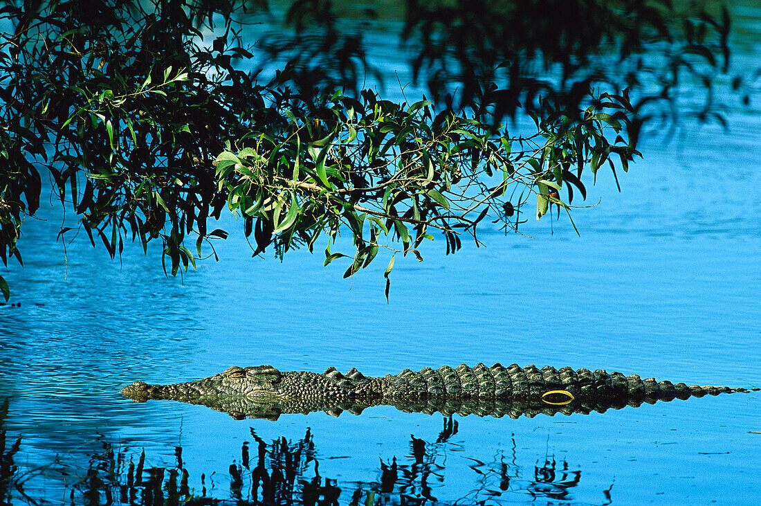 Saltwater Crocodile (Crocodylus porosus) in water, Northern Territory, Australia