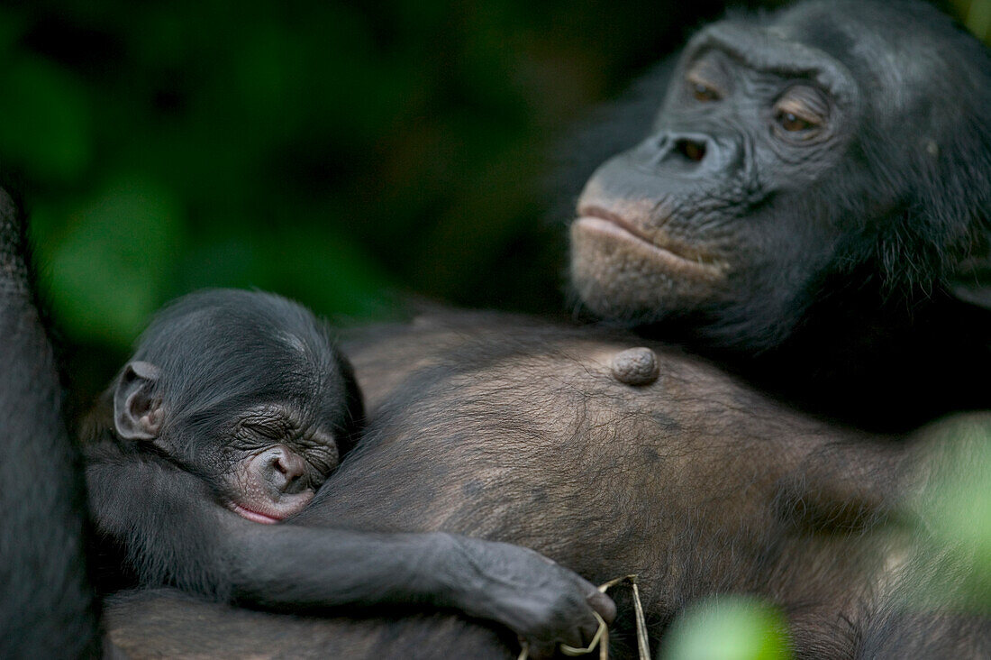 Bonobo (Pan paniscus) female with newborn, Sanctuary Lola Ya Bonobo Chimpanzee, Democratic Republic of the Congo