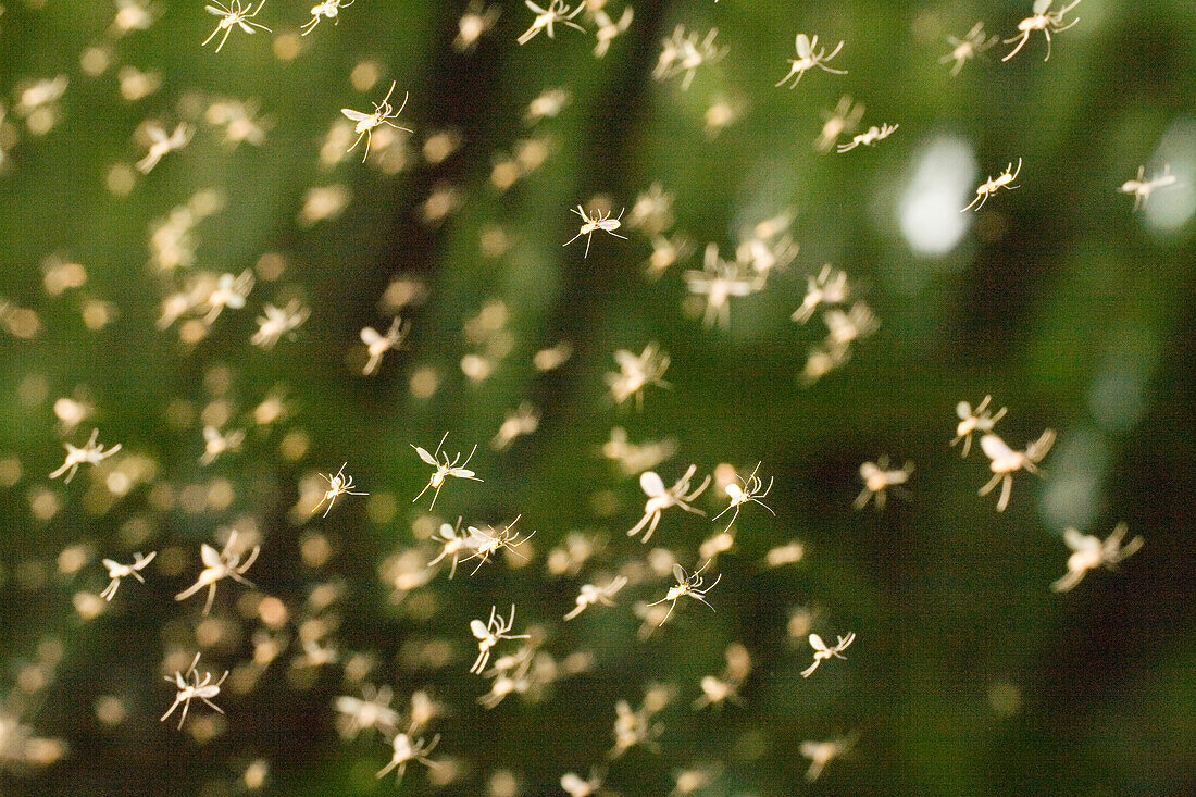 Asian Tiger Mosquito (Aedes albopictus) swarm in Tiputini, Ecuador