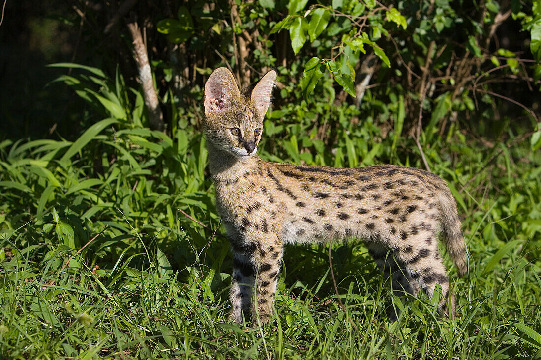 Serval (Leptailurus serval) kitten, thirteen week old orphan, Masai Mara Reserve, Kenya