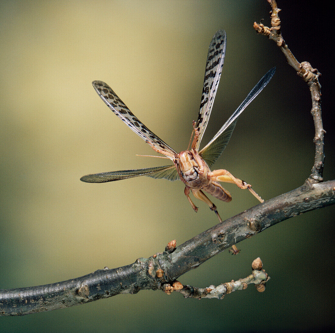 Desert Locust (Schistocerca gregaria) flying