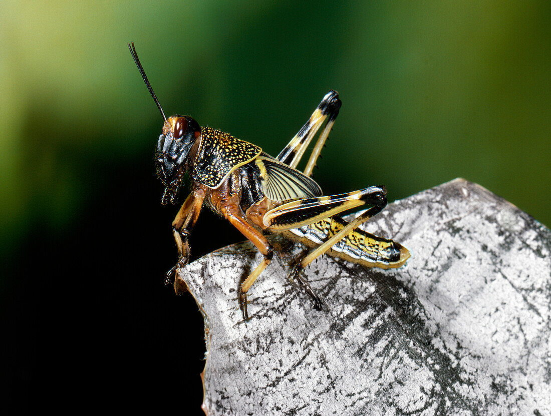 Desert Locust (Schistocerca gregaria), gregarious nymph, native to Africa, Europe and Asia