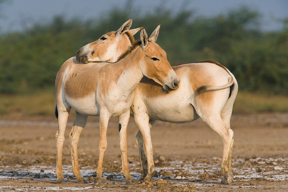 Indian Wild Ass (Equus hemionus khur) pair showing affection by rubbing each other during the dry season, Indian Wild Ass Sanctuary, Little Rann of Kutch, India