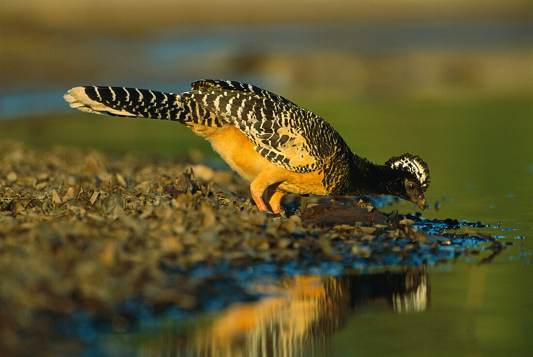 Bare-faced Curassow (Crax fasciolata) female drinking, Pantanal, Brazil