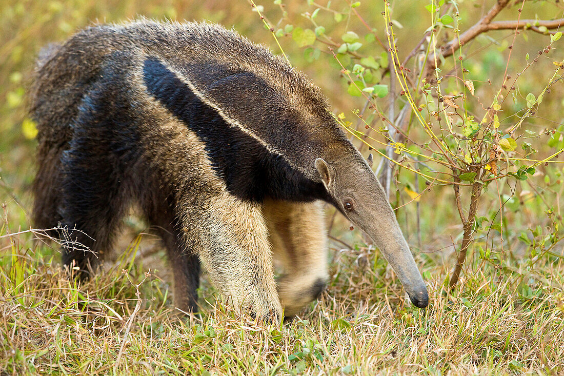 Giant Anteater (Myrmecophaga tridactyla), Venezuela