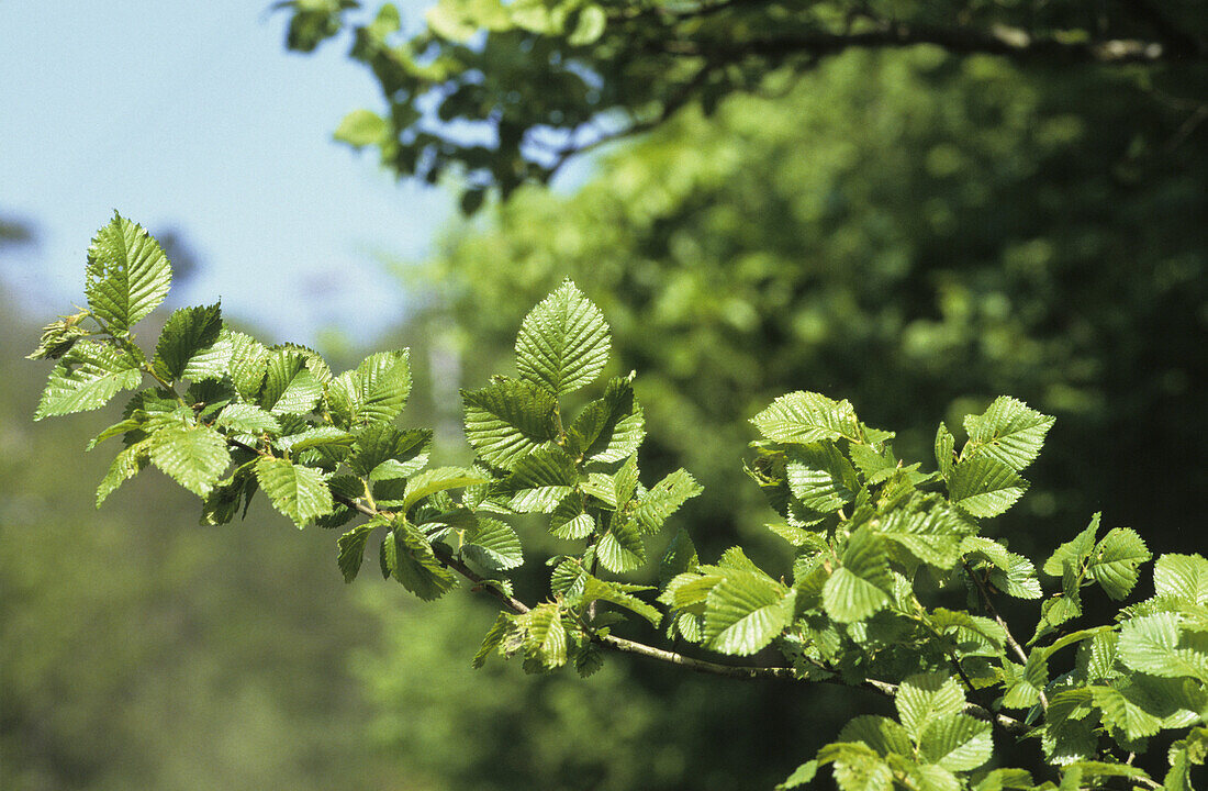 English Elm (Ulmus procera) leaves, England