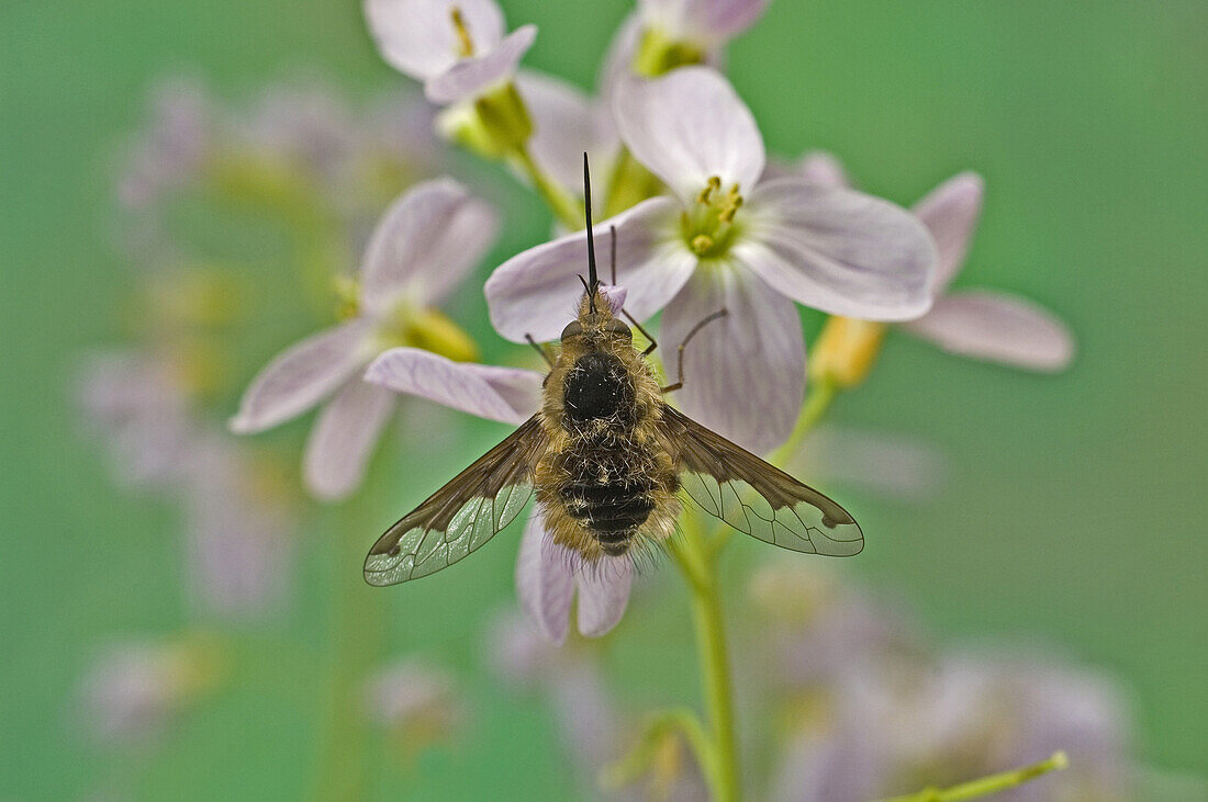 Greater Bee Fly (Bombylius major) adult, on Ladyas Smock (Cardamine pratensis) flower, West Sussex, England