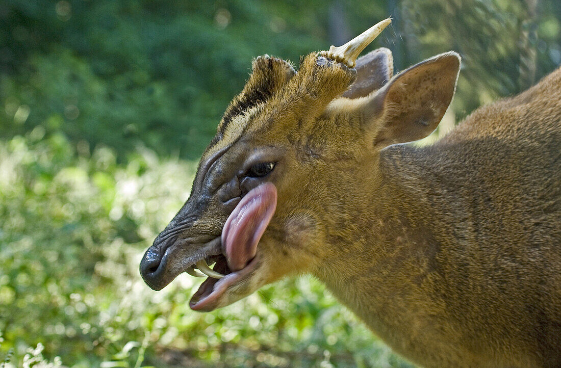 Reeveas Muntjac (Muntiacus reevesi) adult male, head, licking face, with tusks showing, Sussex, England
