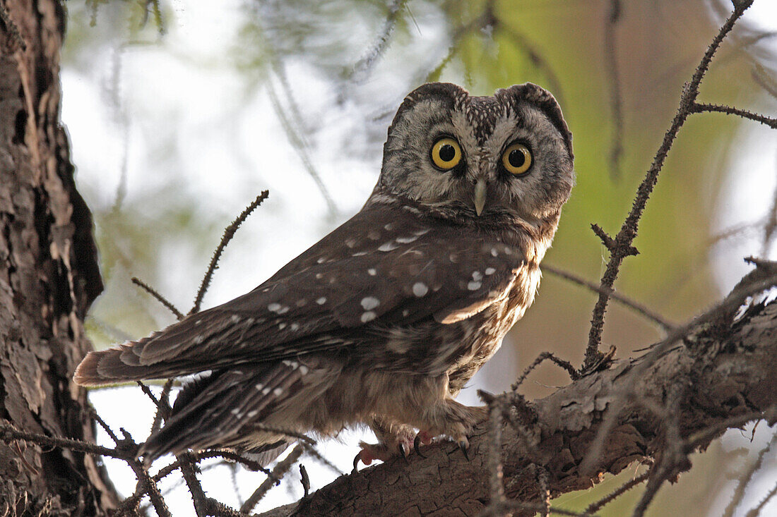 Boreal Owl (Aegolius funereus) adult, perched on branch, Lianhuashan, Gansu Province, China