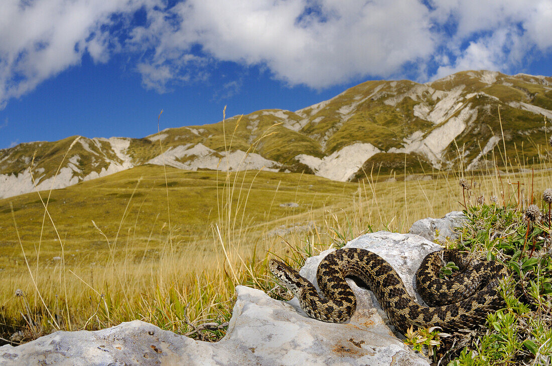Orsinias Viper (Vipera ursinii) adult, in mountain habitat, Apennines, Italy, september