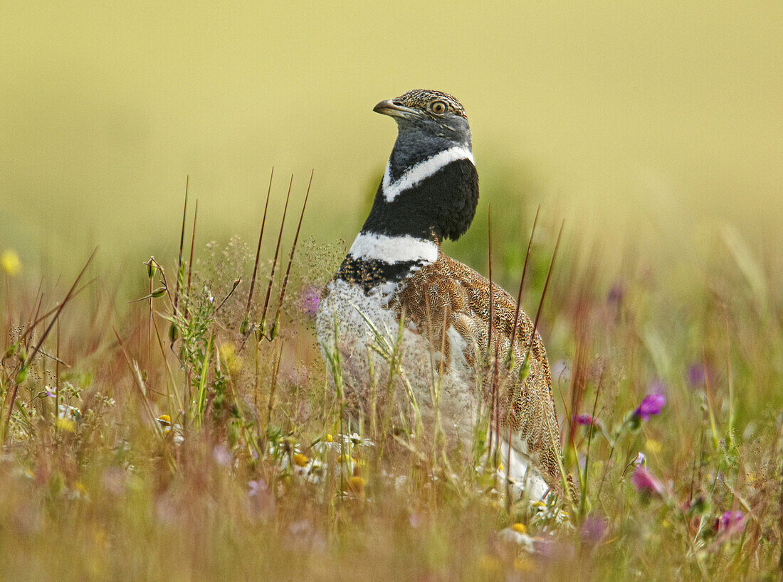 Little Bustard (Tetrax tetrax) adult male, breeding plumage, displaying in meadow, Extremadura, Spain, early spring