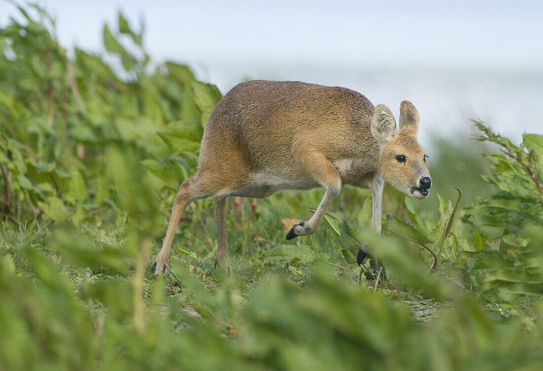 Chinese Water Deer (Hydropotes inermis) introduced species, adult female, running, Cley, Norfolk, England, april